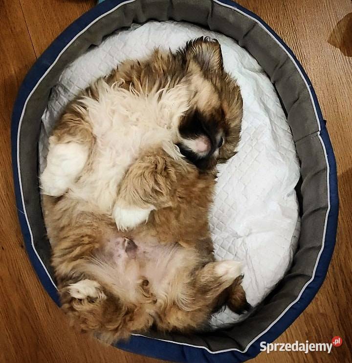 Pekińczyk szczeniak Nowy Dwór Mazowiecki