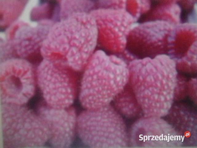 Sprzedam Maliny ekologiczne mazowieckie Garwolin