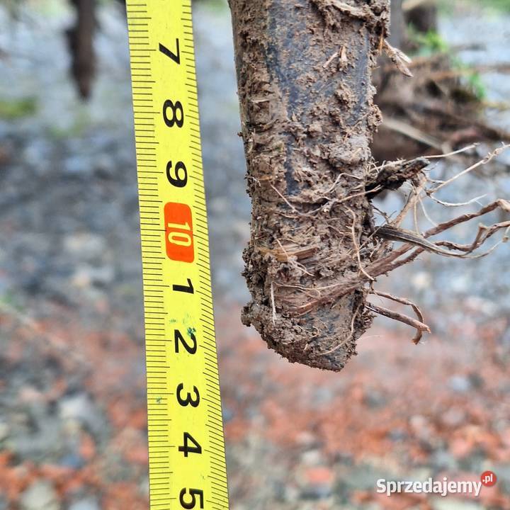 Brony ciężkie 3m nieuszkodzony Brony małopolskie Uście Solne