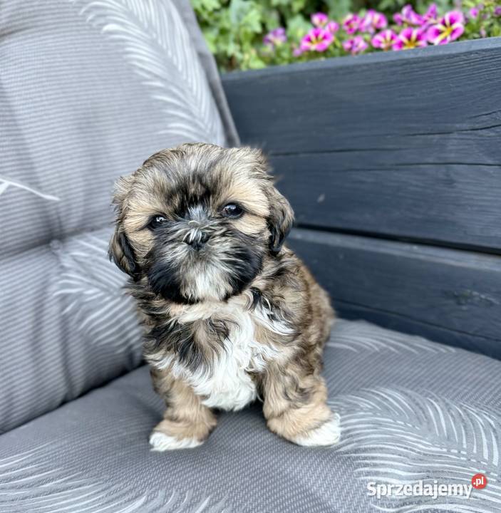Shih Tzu szczeniaki gotowe do odbioru Wągrowiec