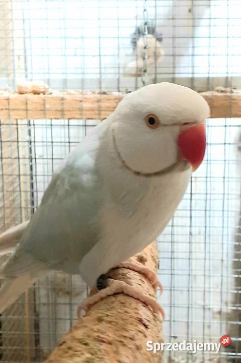 Sprzedam parę aleksandretty obrożnej lacewing i