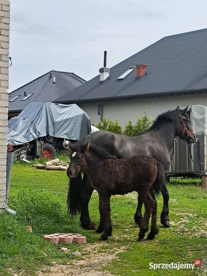KLACZ ZIMNOKRWISTA ZE ŻREBAKIEM KLACZ 4 Zwierzęta Reducin