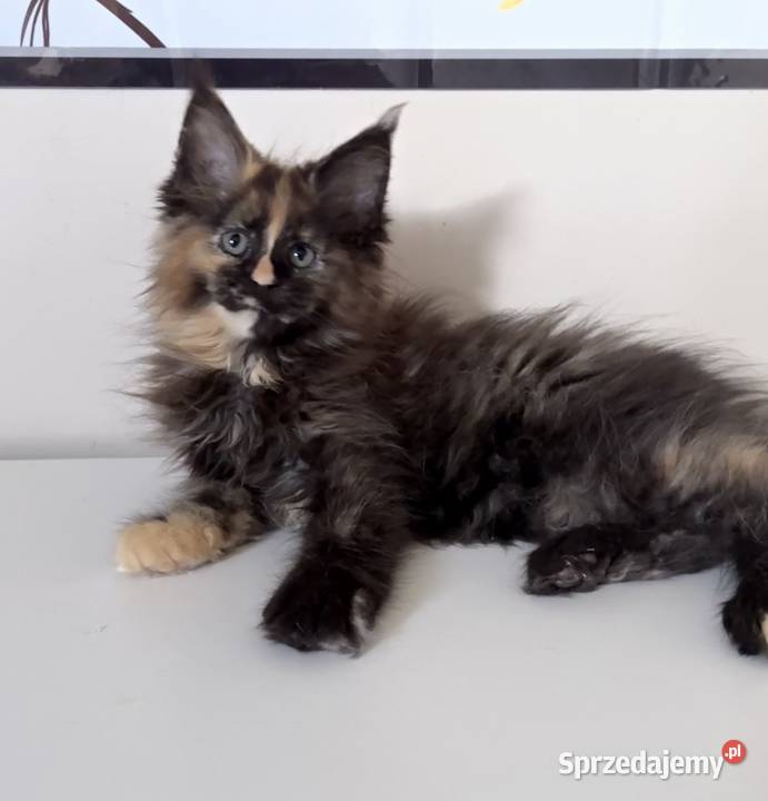 Maine Coon Szylkretka Zorza Wińsko