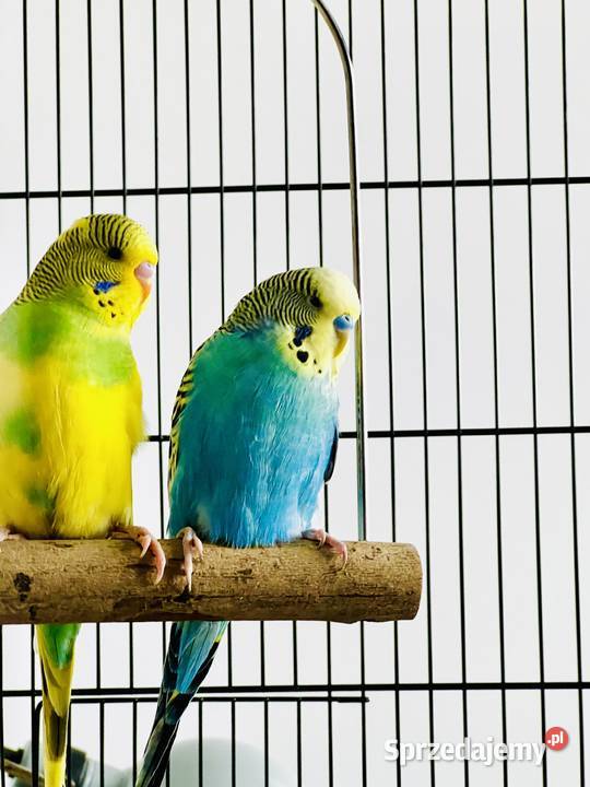 Papugi faliste dwie 50 Warszawa