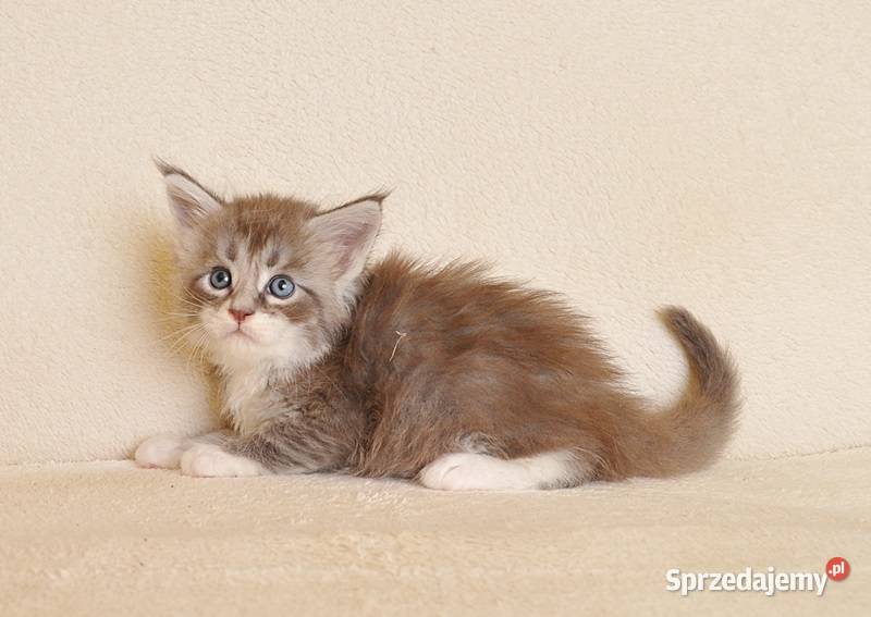 Przepiękny kocurek Maine Coon z Rodowodem PZFWCF sprzedam