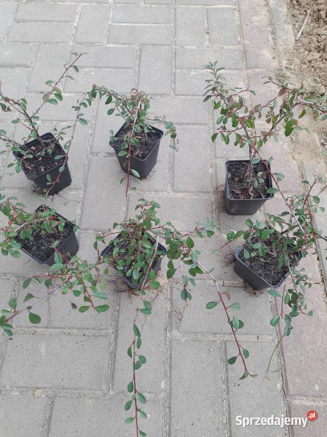 Irga płożąca na skarpy Rabatowe Rzeszów