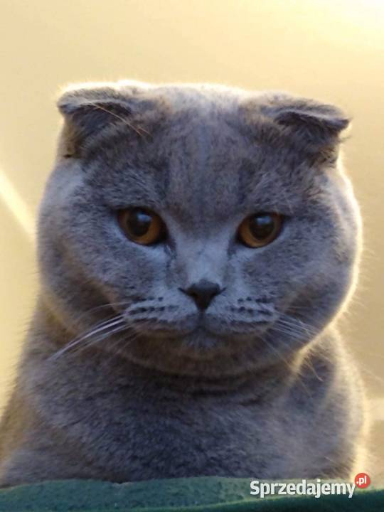 kotki brytyjskie Rejowiec