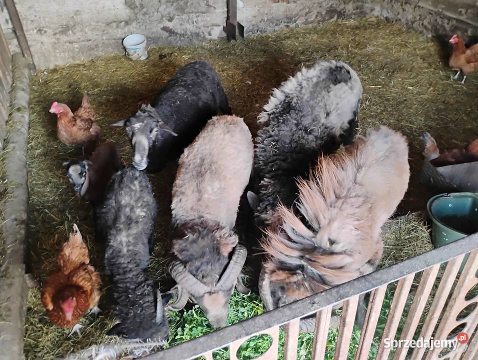 Sprzedam barany i owce Owce Brzozowica Duża