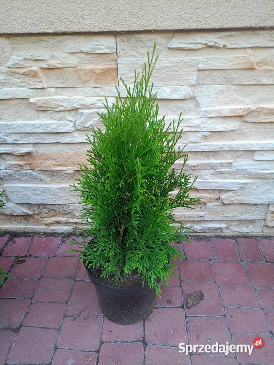 Tuje tuja szmaragd szmaragdowe Świlcza