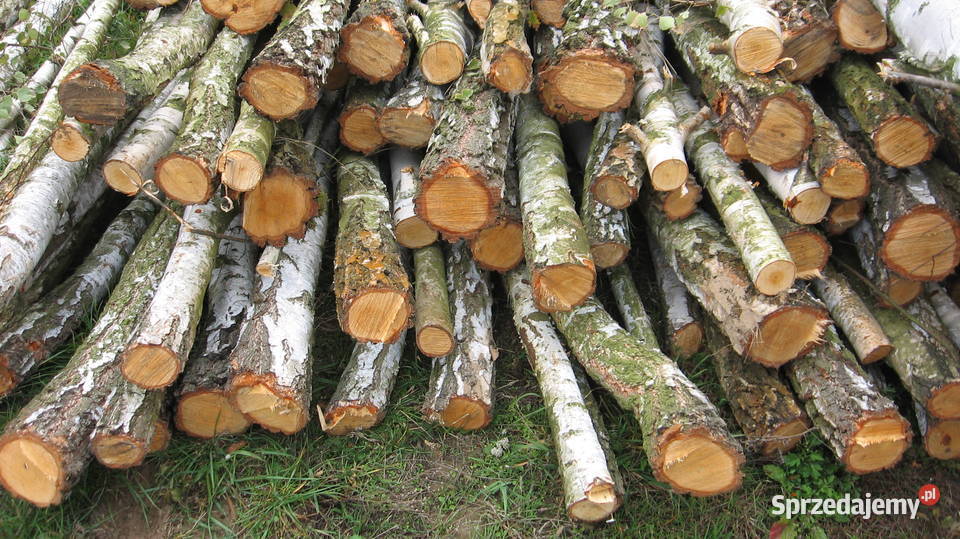 Drzewo opałowe kominkowe brzoza Solec nad Wisłą