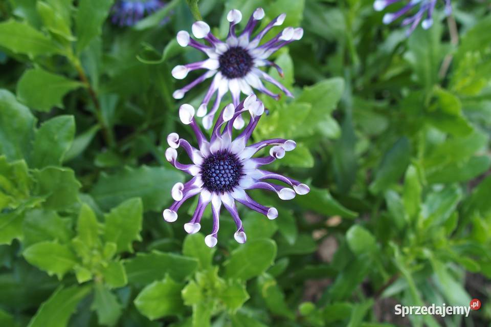 Olympus Stylus 1 12 Mpix f28 107 x zoom opt RAW łódzkie