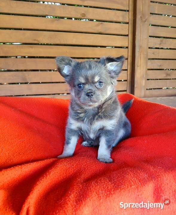 Suczka chihuahua liliowa sprzedam