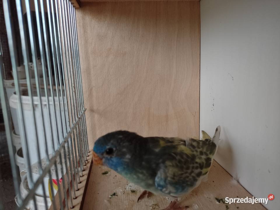 Papugi Łąkowki Wspaniałe Bochnia