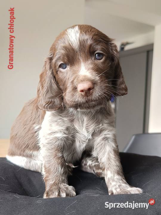 Polski Spaniel Myśliwski świętokrzyskie sprzedam