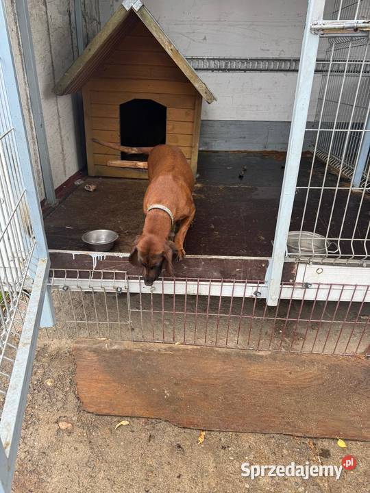 Suka Gończy Polski Brzesko