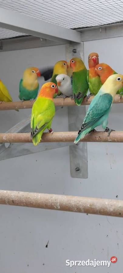 Papugi nierozłaczki