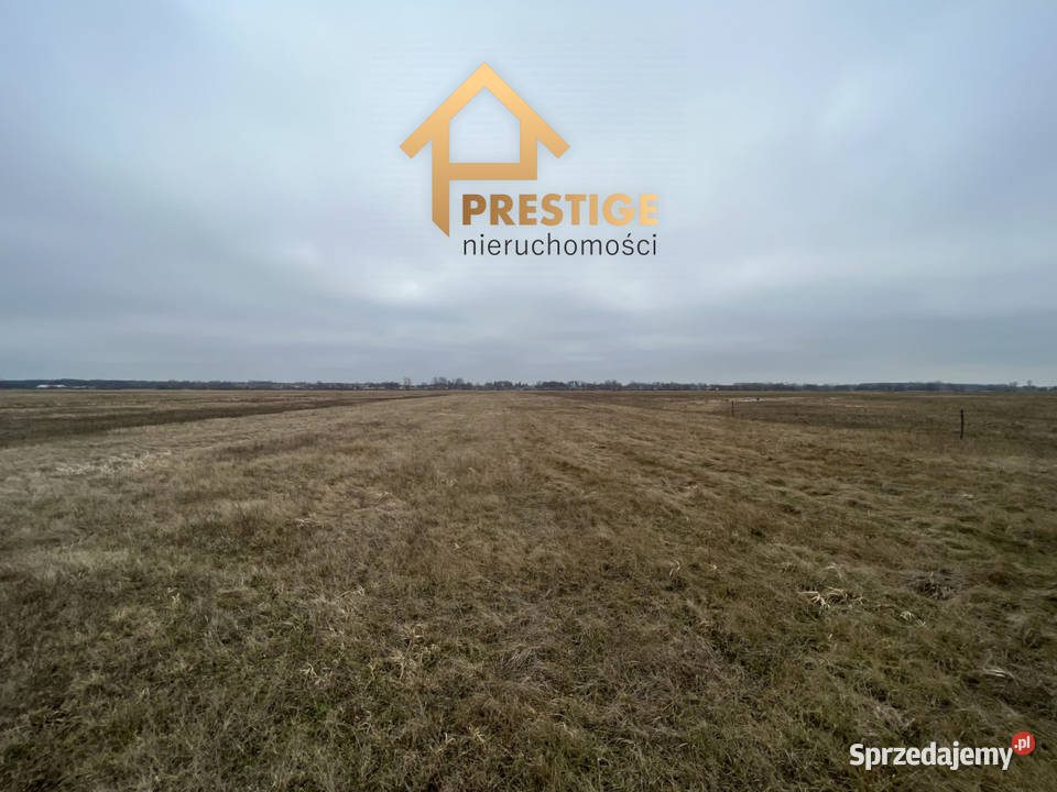 Na sprzedaż 6 ha łąki w gmGolina Golina