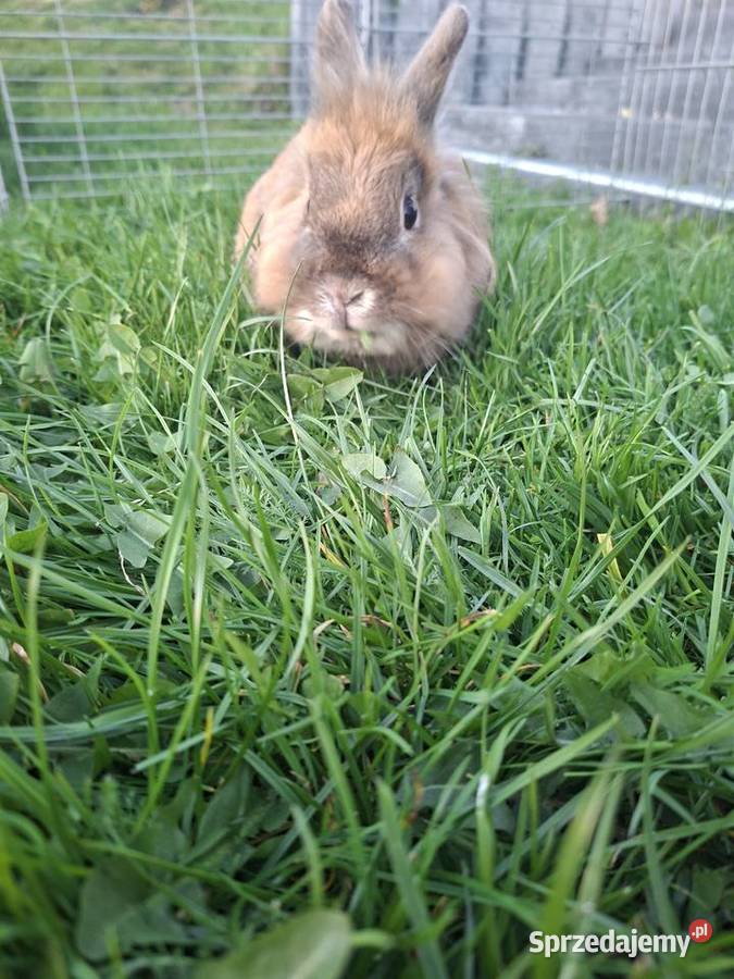 Krolik teddy Strzeszyn