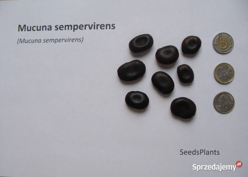 MUCUNA Mucuna sempervirens NASIONA 20 sztuk 100g Lubanie
