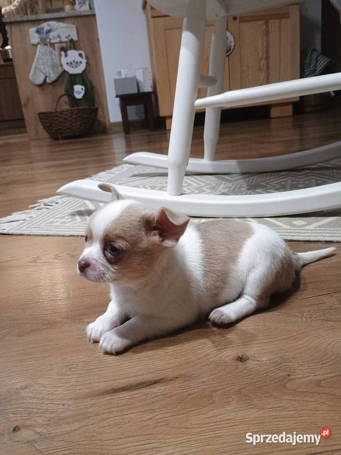 Chihuahua dziewczynka białoliliowa Chihuahua Kleszczów