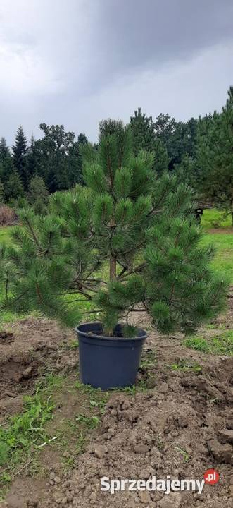 Sosna Czarna 150250 w donicykopana z gruntu Olszana