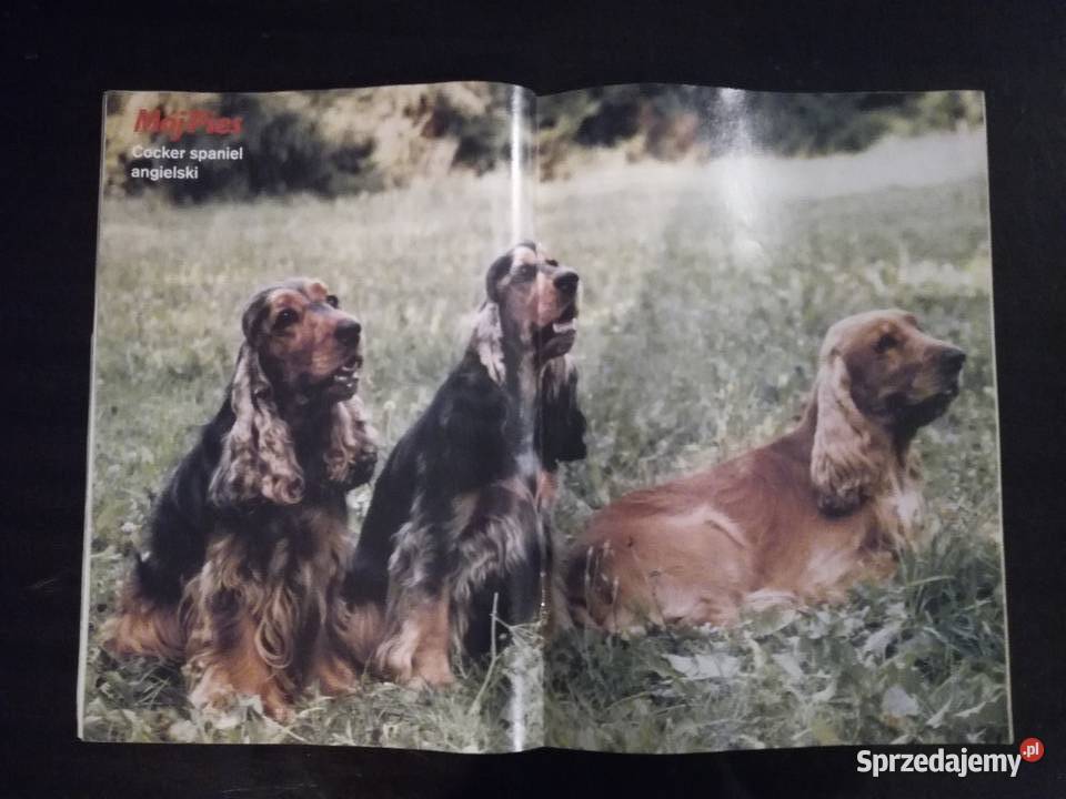 Mój Pies opolskie Opole