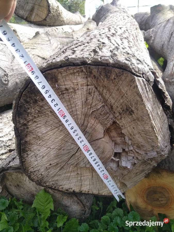Orzech włoski Chocznia