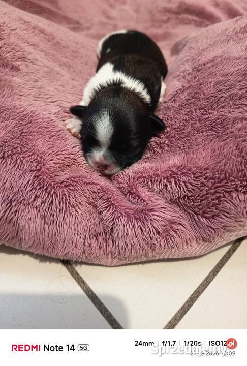 Suczka Shihtzu Gorlice