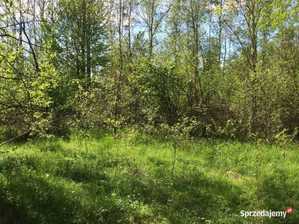 Puszcza Białowieska budowlana Teremiski sprzedam