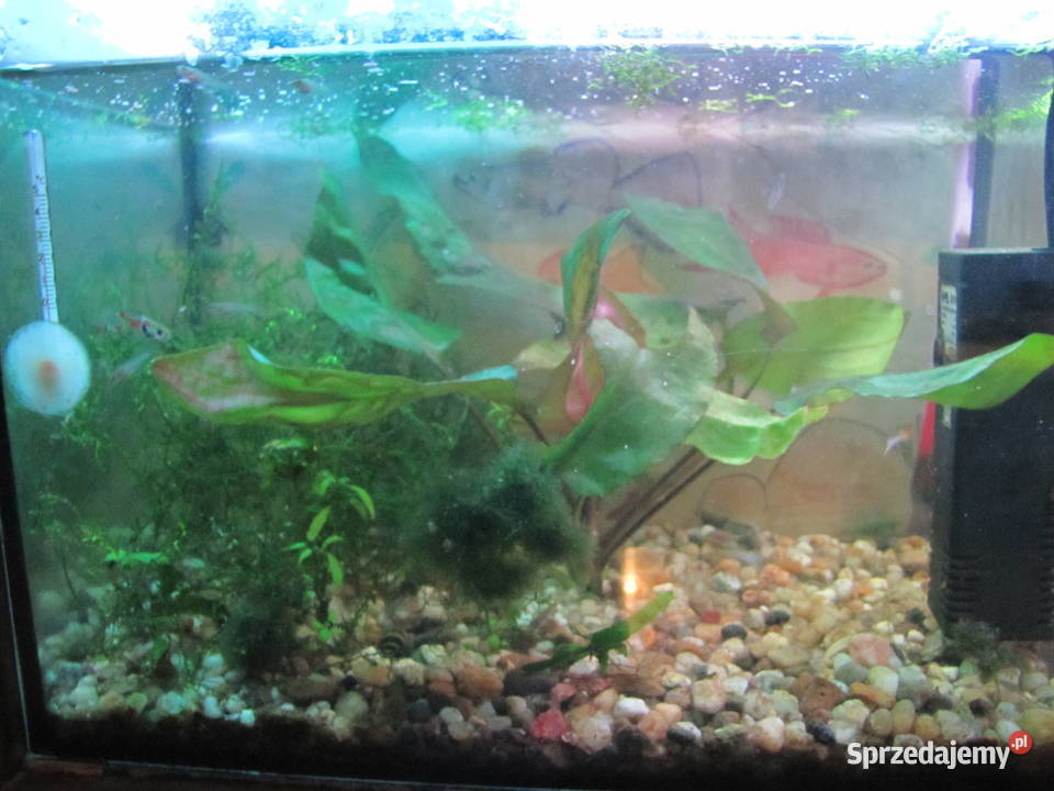 Małe akwarium z obsadą Toruń sprzedam