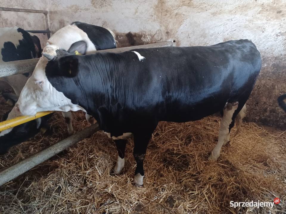 Jałówki cielne na wycieleniu Ostrów Wielkopolski