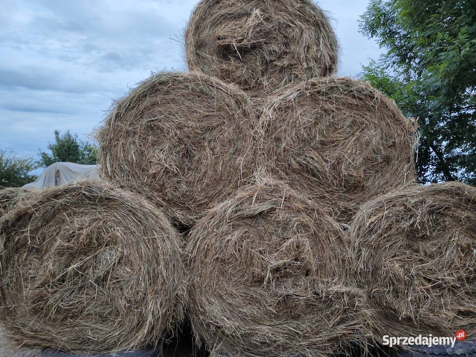 Siano 2024 rozmiar 120x150