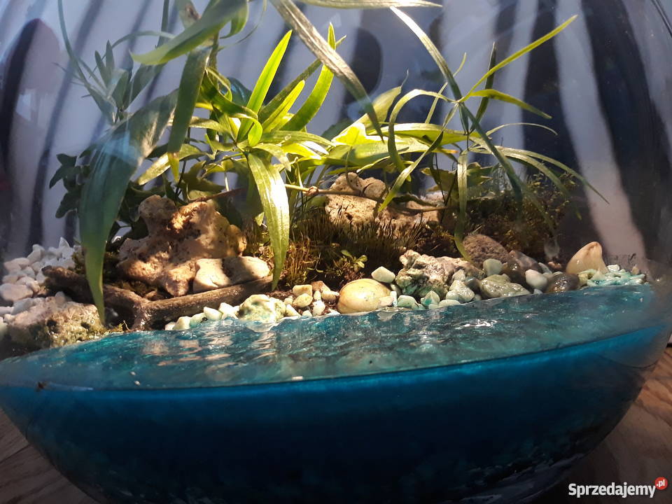 Las w szkle Rajska Wyspa Gdańsk