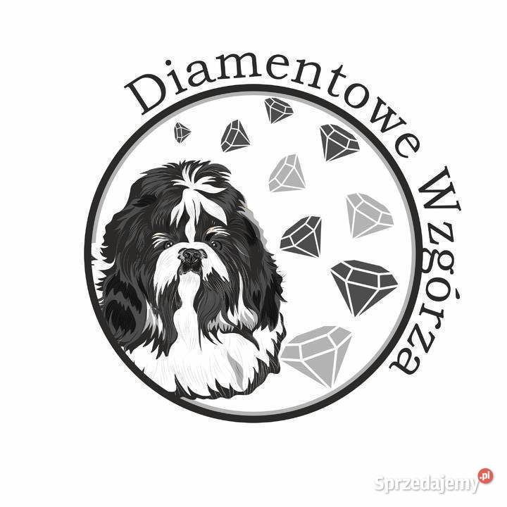 Piękne szczenięta Shih Tzu Nowa Jastrząbka