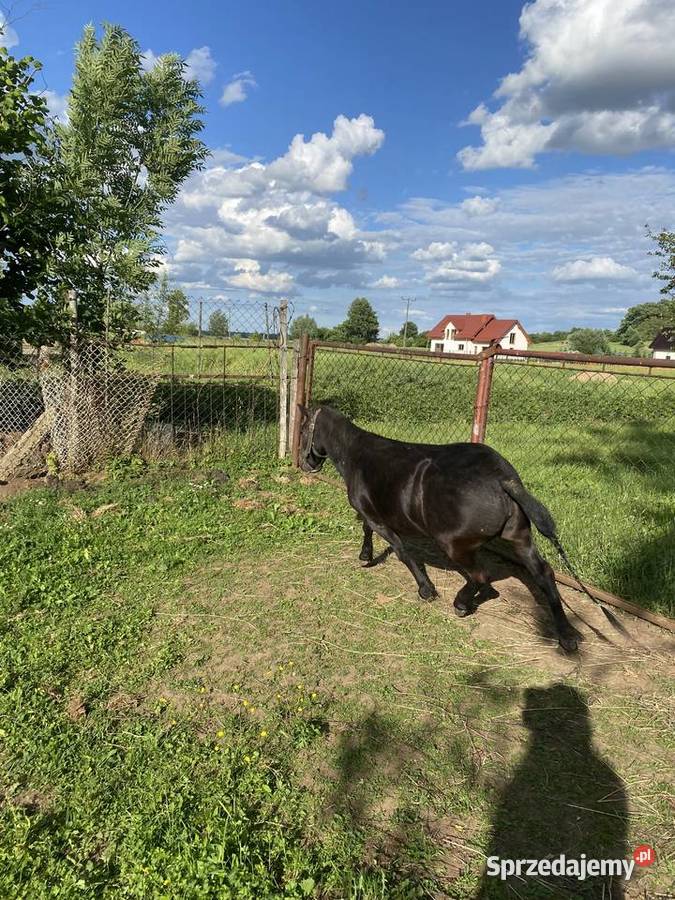 Kucyk aurora ma 4 lata Konie sprzedam
