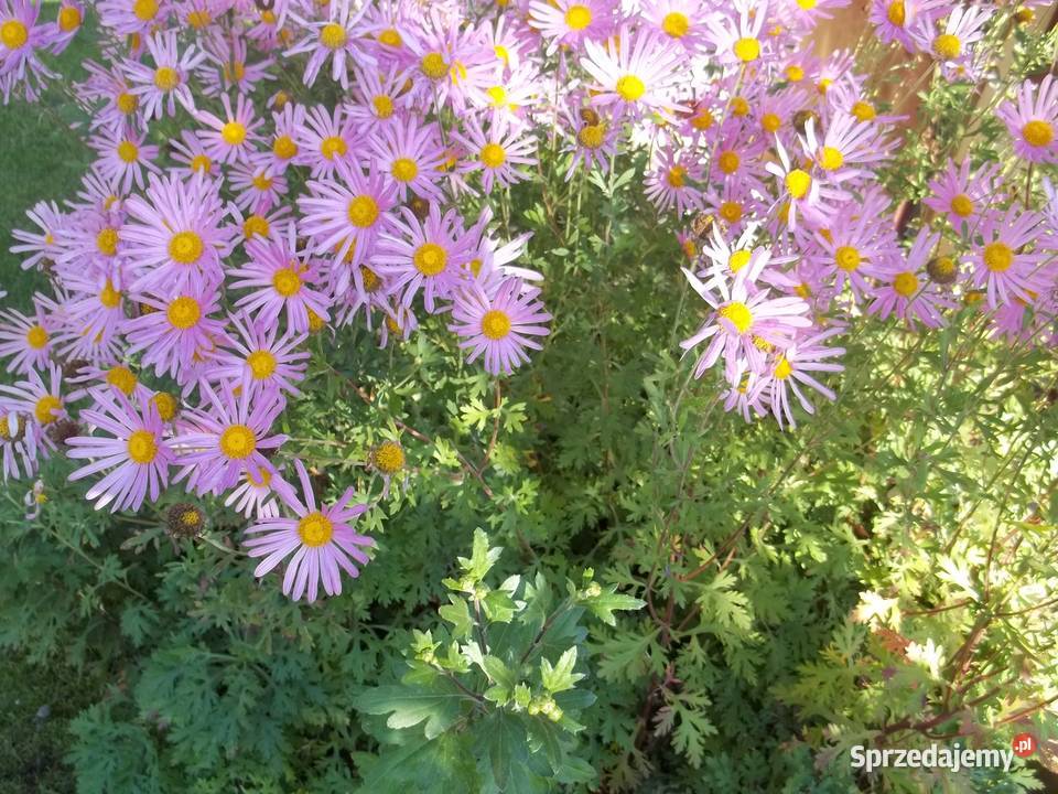Irys syberyjski niebieskiZłocień ClaraCurtis