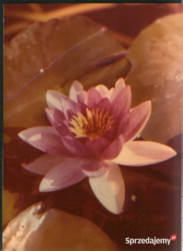 Kart poczt 4 kwiaty Gliwice