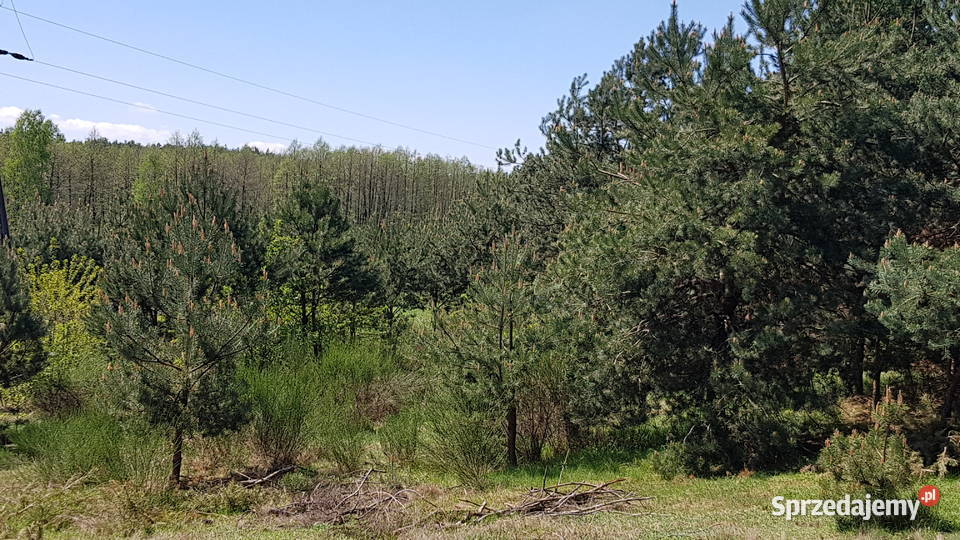 DZIAŁKA budowlana z lasem piękna okolica Taurów