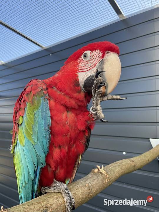 Ara Chloroptera oswojone ptaki Rakoniewice