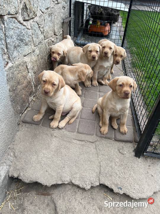 Labrador retriever Adamowo