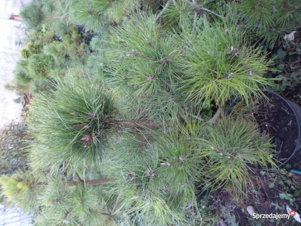 Krzewy ozdobne iglaki