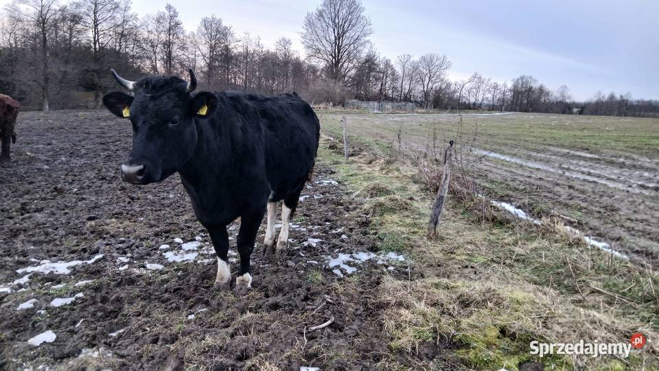 Krowy wysoko cielne Bydło Lidzbark Warmiński sprzedam