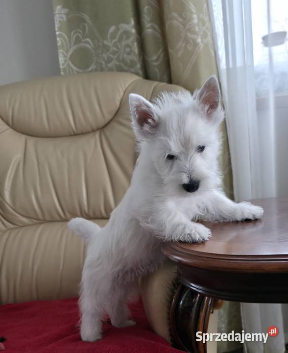 Piesek Championach West Highland white Terrier