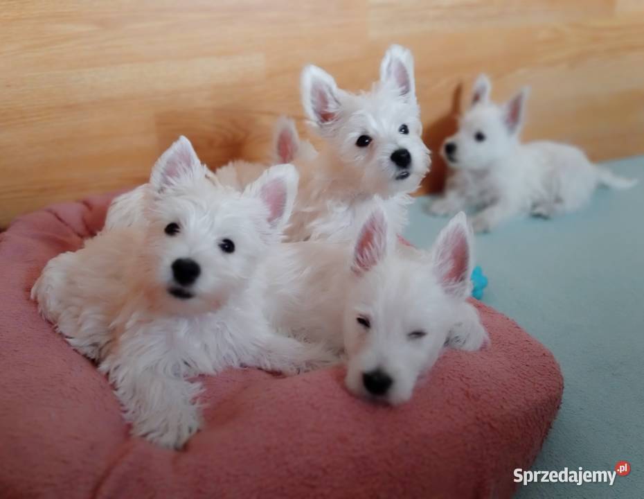 West Highland White Terrier ZKwP FCI Częstochowa