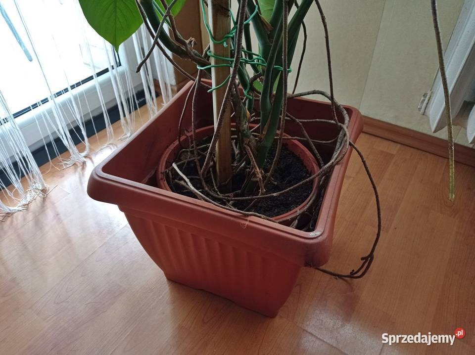 Monstera Deliciosa DZIURAWA wys 140 SUPER stan Sosnowiec