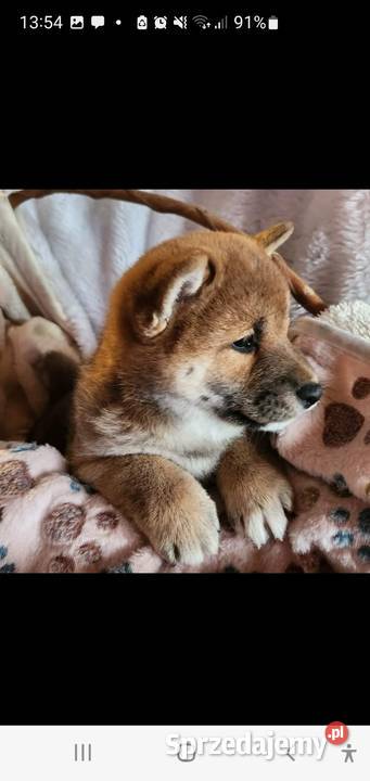 Shiba Inu Krasne
