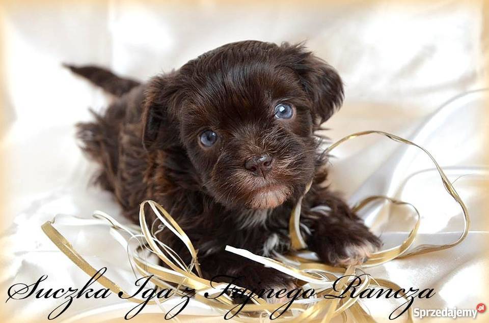 HAWAŃCZYK pieski suczki z rodowodem czekoladowe Ostrzeszów