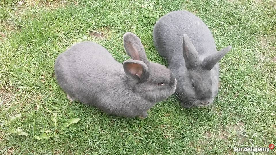 króliki królik wiedeński niebieski czysta rasa Buk