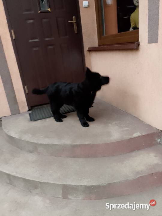 Owczarek niemiecki Tomaszów Mazowiecki