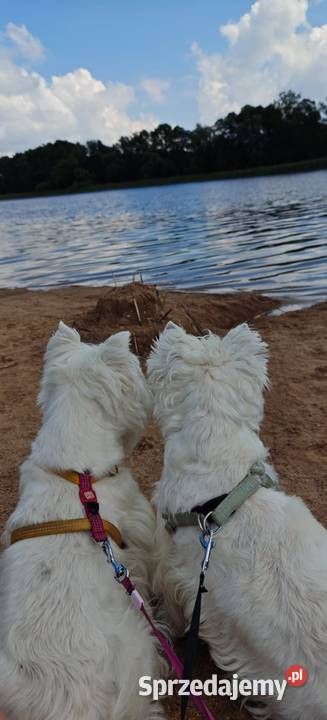 West Highland White Terrier ZKwP Zduńska Wola
